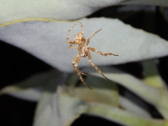 Pararaneus cyrtoscapus