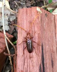 Chydarteres striatus