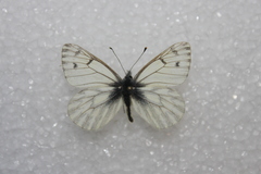 Pontia sisymbrii