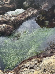 Phyllospadix torreyi