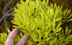 Leucadendron platyspermum
