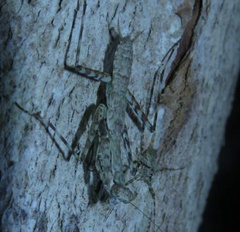 Liturgusa maya