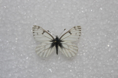 Pontia sisymbrii