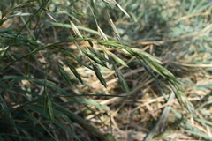 Bromus catharticus