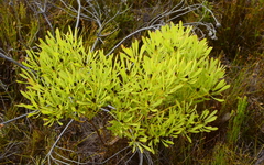 Leucadendron platyspermum
