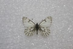 Pontia sisymbrii