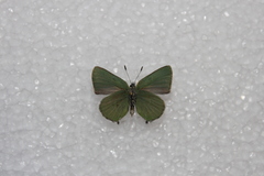 Callophrys affinis