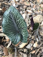 Arum pictum