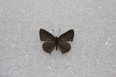 Callophrys affinis