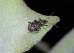 Peritelini