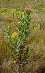 Protea compacta