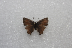 Callophrys augustinus