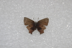 Callophrys augustinus