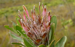 Protea compacta