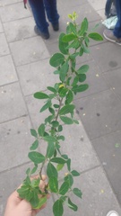 Pithecellobium dulce