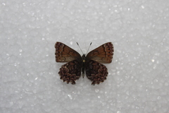 Callophrys eryphon
