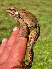 Rana macrocnemis