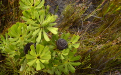 Leucadendron platyspermum