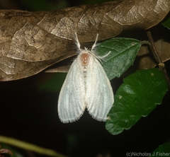 Euproctis panabra
