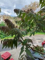Ailanthus altissima