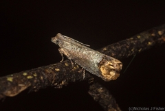 Cnecidophora ochroptila
