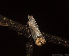 Cnecidophora ochroptila