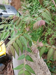 Ailanthus altissima