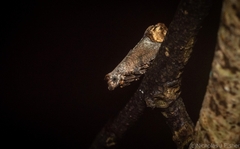 Cnecidophora ochroptila