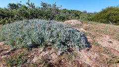 Arctotis stoechadifolia