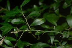 Citrus australasica
