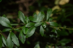 Citrus australasica