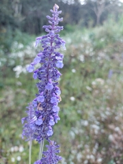 Salvia lavanduloides
