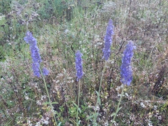 Salvia lavanduloides
