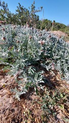 Arctotis stoechadifolia