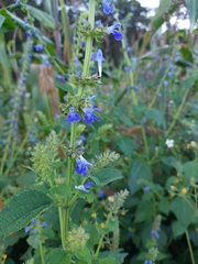 Salvia longispicata