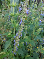 Salvia longispicata