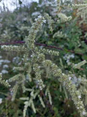 Asterohyptis stellulata
