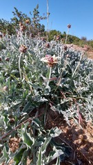 Arctotis stoechadifolia