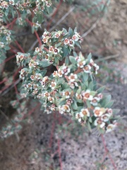 Euphorbia pediculifera