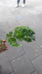 Phyllanthus tenellus