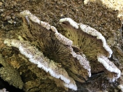Schizophyllum commune