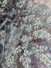 Euphorbia pediculifera