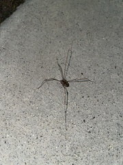 Leuronychus pacificus