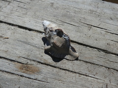 Pterochelus triformis