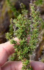 Cliffortia stricta