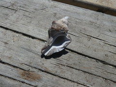 Pterochelus triformis