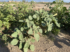 Datura arenicola