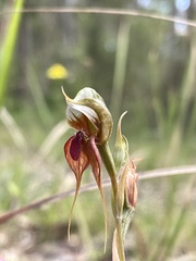 Pterostylis chaetophora