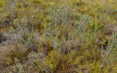 Cliffortia stricta