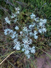 Eryngium heterophyllum